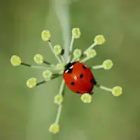 Coccinelle sur fleur